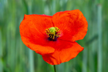 Fototapeta premium Close-up of a red poppy flower with a blurred green field background – symbol of summer and nature