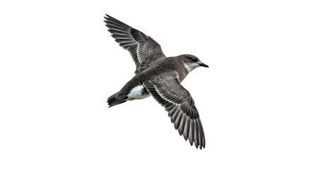 Obraz premium Elegant Ancient Murrelet: Flying, Wings Spread, Isolated on White Background