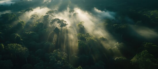 Majestic forest landscape with sunlight rays piercing through misty canopy