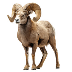 Fototapeta premium Male Bighorn Sheep Standing Proudly Isolated on a Transparent Background