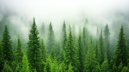 Dense evergreen forest landscape in misty environment