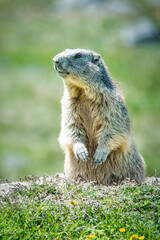 A marmot in the lawn
