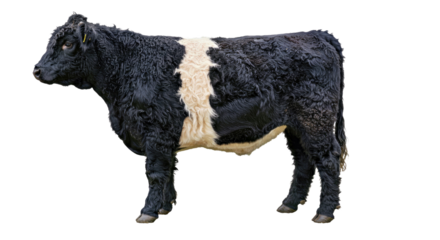 Belted Galloway Cow: Side Profile, Black & White Belt, Curly Fur