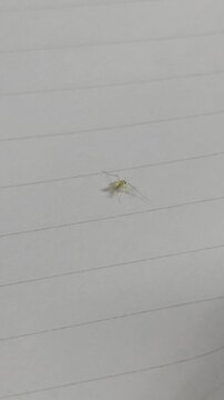Close-up image of a small green non-biting midge (family Chironomidae) resting on a lined sheet of paper. The insect is clearly visible with its delicate wings, long antennae, and light green body. 