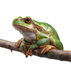 Obraz premium Green frog climbing on branch close-up photography nature transparent background detailed view