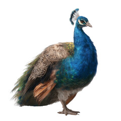 Naklejka premium Stunning peacock displaying vibrant feathers wildlife photography transparent background nature environment close-up view