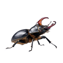 Beetle crawling on a transparent background macro photography insect close-up nature isolated view