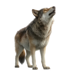 Fototapeta premium Coyote howling in nature wildlife photography transparent background outdoor scene close-up view