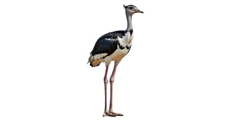 Grand Male Ostrich: Full Body, Upright, Black & White, Isolated on White
