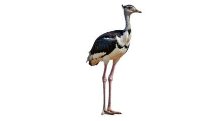 Grand Male Ostrich: Full Body, Upright, Black & White, Isolated on White