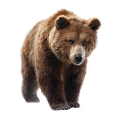 Obraz premium Majestic bear walking natural habitat high-quality image transparent background front view wildlife concept