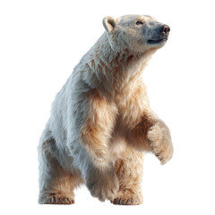 Playful polar bear pose on transparent background wild arctic environment animal photography