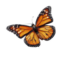 Fototapeta premium Monarch butterfly in flight nature photography transparent background outdoor environment close-up viewpoint