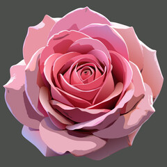 pink rose on white background