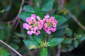 Lush Pink Lantana Flowers with Vibrant Green Leaves