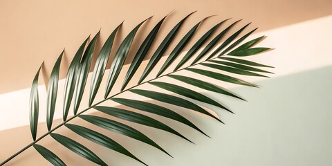 Fototapeta premium Single Palm Frond on Neutral Background with Soft Sunlight Shadow