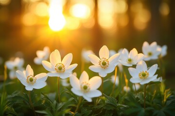Fototapeta premium Beautiful white anemone flowers bloom under the warm glow of sunset in a tranquil garden setting filled with lush greenery and soft light