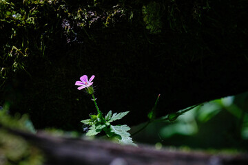 La fleur mauve