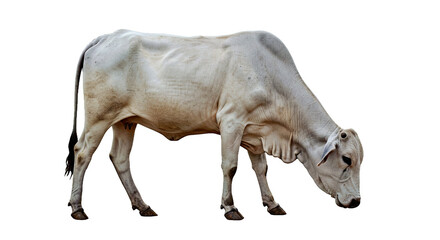 Ongole Cow Grazing: Head Down, White Coat, Hump, Isolated on White