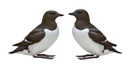 Obraz premium Pair of ancient murrelets standing side by side, one slightly angled, both in breeding plumage, black heads, white faces and chests, isolated on white background 