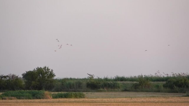 Birds flying above the fields in Becej during the evening light