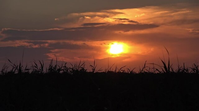 Beautiful sunset over Becej, showcasing vibrant colors and serene landscape at dusk