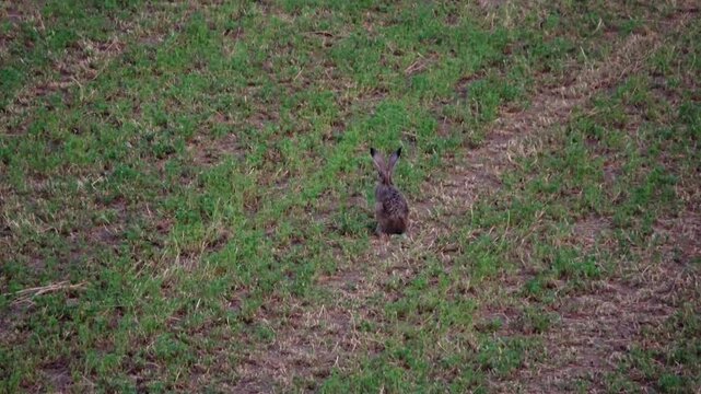 Hare hopping across a green field in Becej during a sunny afternoon