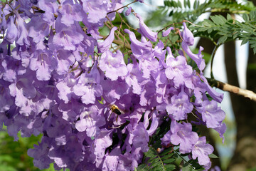 A bee sucking nectar from a Jacaranda flower (Megacampsomeris grossa matsumurai)