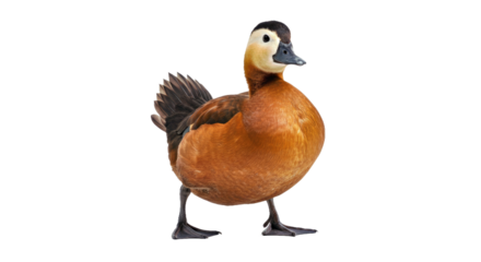 Ruddy duck in upright defensive posture, stiff tail raised vertically, body puffed, head tilted, aggressive stance, white background 