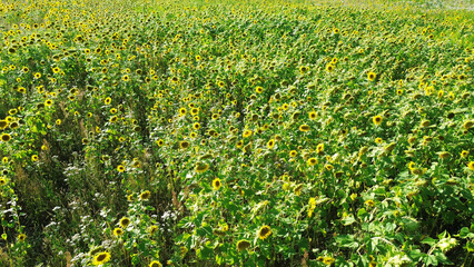 Yellow sunflower field with dense blooming flowers on a clear day