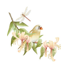 Finch bird and dragonfly on honeysuckle blossom branch watercolor illustration isolated on white. Realistic garden songbird and blooming flowers clip art in beige, brown and green for gardening design