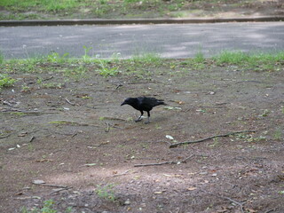 公園で地面に降り立った一羽のカラス