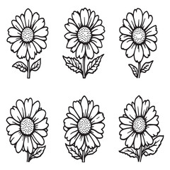 Chamomile natural herbal plant simple line drawing