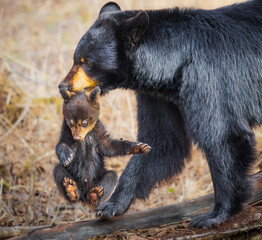 Mama Bear Carrying Cub © Gregory