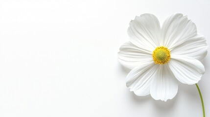 Obraz premium Close-up of a single white flower with a yellow center. the flower has five petals that are arranged in a fan-like pattern, with the outer edges of the petals slightly curled.