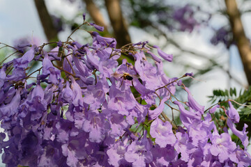 A bee sucking nectar from a Jacaranda flower (Megacampsomeris grossa matsumurai)