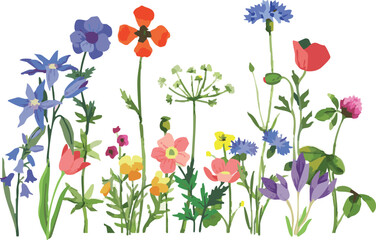 Colorful wildflowers illustration, field of flowers