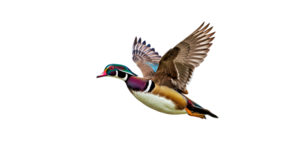 Wood duck mid-flight, wings fully extended, body streamlined, detailed feather texture, colorful male pattern visible, isolated on white background 