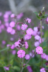 Fototapeta premium Red campion flowers in a meadow