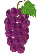 red grapes isolated on white background