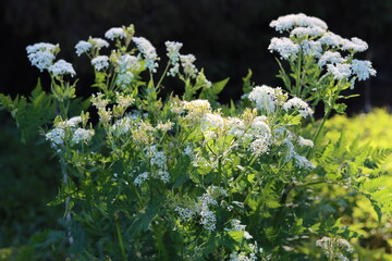 Sweet cicely in spring sunshine, in a wildflower verge
