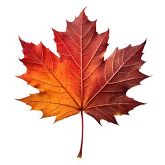 Autumn Maple Leaf Displaying Vibrant Seasonal Colors
