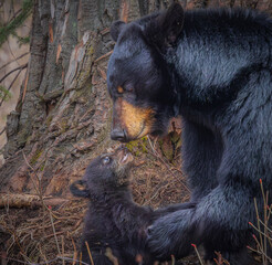 Mama bear and cub in Alaska