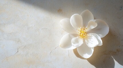 Close-up of a single white flower with a yellow center. the flower is placed on a beige-colored textured surface, which appears to be a concrete or concrete wall.
