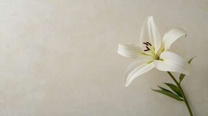 Close-up of a single white lily flower with a long stem and green leaves. the lily is in full bloom, with its petals spread wide and its stamens pointing upwards.