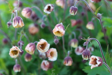 Close up of pale yellow - peach geum cosmopolitan flowers