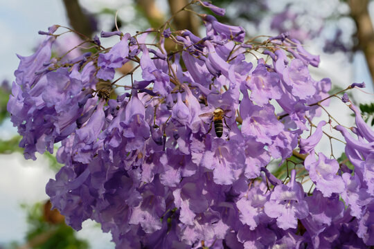 A bee sucking nectar from a Jacaranda flower (Megacampsomeris grossa matsumurai)