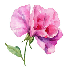 Beautiful Watercolor Flower with Pink Petals and Green Leaves