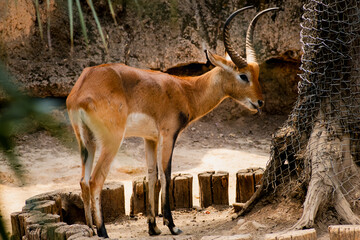 Antilope