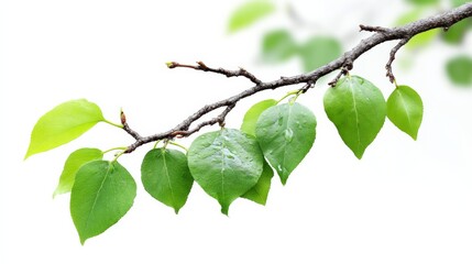 Branch with green leaves is shown against a white background. The leaves are wet, and the branch is bare
